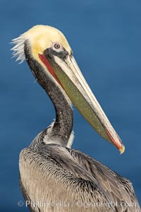 California Brown Pelican Portrait, note the distinctive winter mating plumage, olive green throat (with red) and hind neck is just turning to brown, La Jolla, California, Pelecanus occidentalis, Pelecanus occidentalis californicus