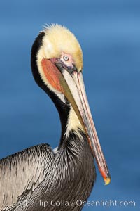 California Brown Pelican Portrait, note the distinctive winter mating plumage with chestnut brown hind neck and bright red throat, La Jolla, California, Pelecanus occidentalis, Pelecanus occidentalis californicus