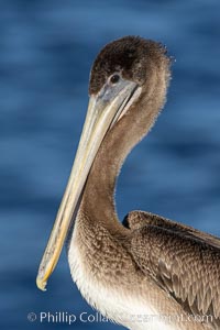 California Brown Pelican Portrait, typical brown coloration of a juvenile, La Jolla, California, Pelecanus occidentalis, Pelecanus occidentalis californicus