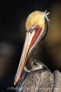 California Brown Pelican Portrait, note the distinctive winter mating plumage, hind neck is just turning to brown, La Jolla, California, Pelecanus occidentalis, Pelecanus occidentalis californicus