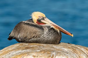 Portrait of the California Race of the Brown Pelican, La Jolla, California, Pelecanus occidentalis, Pelecanus occidentalis californicus