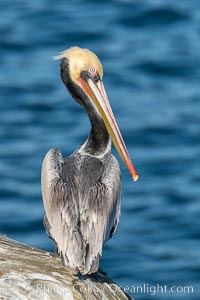 Portrait of the California Race of the Brown Pelican, La Jolla, California, Pelecanus occidentalis, Pelecanus occidentalis californicus