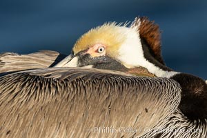 Portrait of a resting California Race of the Brown Pelican, bill tucked under its wings, Pelecanus occidentalis, Pelecanus occidentalis californicus, La Jolla