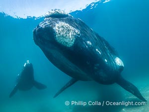 Portrait of Mother and Calf Southern Right Whales Underwater, Eubalaena australis, hovering over sand bottom on Golfo Nuevo, Peninsula Valdes. By permission of the Government of Argentina, Chubut, permit # 51 / 2025-SsCyA, Eubalaena australis, Puerto Piramides Portrait of Mother and Calf Southern Right Whales Underwater, Eubalaena australis, hovering over sand bottom on Golfo Nuevo, Peninsula Valdes. By permission of the Government of Argentina, Chubut, permit # 51 / 2025-SsCyA, Eubalaena australis, Puerto Piramides