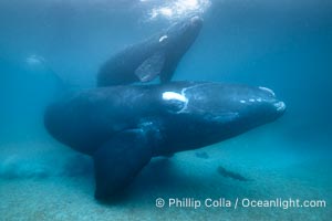 Portrait of Mother and Calf Southern Right Whales Underwater, Eubalaena australis, hovering over sand bottom on Golfo Nuevo, Peninsula Valdes. By permission of the Government of Argentina, Chubut, permit # 51 / 2025-SsCyA, Eubalaena australis, Puerto Piramides