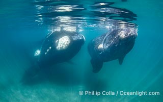 Portrait of Mother and Calf Southern Right Whales Underwater, Eubalaena australis, hovering over sand bottom on Golfo Nuevo, Peninsula Valdes. By permission of the Government of Argentina, Chubut, permit # 51 / 2025-SsCyA, Eubalaena australis, Puerto Piramides