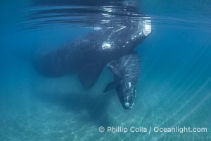 Portrait of Mother and Calf Southern Right Whales Underwater, Eubalaena australis, hovering over sand bottom on Golfo Nuevo, Peninsula Valdes. By permission of the Government of Argentina, Chubut, permit # 51 / 2025-SsCyA, Eubalaena australis, Puerto Piramides