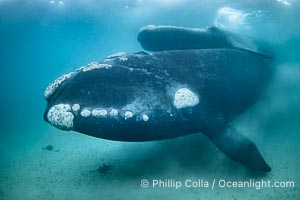 Portrait of Mother and Calf Southern Right Whales Underwater, Eubalaena australis, hovering over sand bottom on Golfo Nuevo, Peninsula Valdes. By permission of the Government of Argentina, Chubut, permit # 51 / 2025-SsCyA, Eubalaena australis, Puerto Piramides