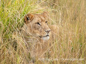 Portrait of Solitary Lion in Soft Light and Tall Grass, Greater Masai Mara, Kenya, Panthera leo, Mara North Conservancy