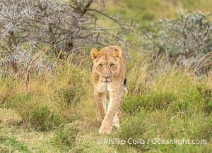 Portrait of Solitary Lion in Soft Light and Tall Grass, Greater Masai Mara, Kenya, Panthera leo, Mara North Conservancy