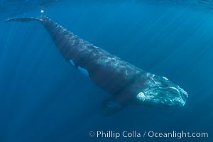 Portrait of a Southern Right Whale Underwater, Eubalaena australis, Eubalaena australis, Puerto Piramides, Chubut, Argentina
