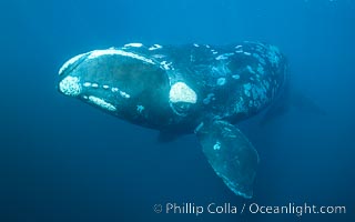 Portrait of a Southern Right Whale Underwater, Eubalaena australis. This particular right whale exhibits a beautiful mottled pattern on its sides, Eubalaena australis, Puerto Piramides, Chubut, Argentina
