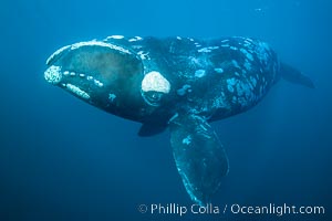 Portrait of a Southern Right Whale Underwater, Eubalaena australis. This particular right whale exhibits a beautiful mottled pattern on its sides.