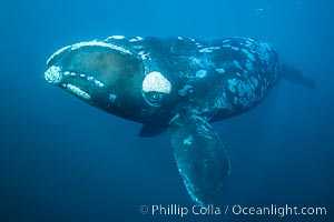 Portrait of a Southern Right Whale Underwater, Eubalaena australis. This particular right whale exhibits a beautiful mottled pattern on its sides, Eubalaena australis, Puerto Piramides, Chubut, Argentina