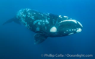 Portrait of a Southern Right Whale Underwater, Eubalaena australis. This particular right whale exhibits a beautiful mottled pattern on its sides, Eubalaena australis, Puerto Piramides, Chubut, Argentina