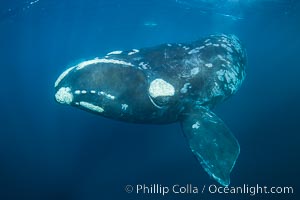 Portrait of a Southern Right Whale Underwater, Eubalaena australis. This particular right whale exhibits a beautiful mottled pattern on its sides, Eubalaena australis, Puerto Piramides, Chubut, Argentina