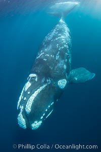 Portrait of a Southern Right Whale Underwater, Eubalaena australis. This particular right whale exhibits a beautiful mottled pattern on its sides, Eubalaena australis, Puerto Piramides, Chubut, Argentina