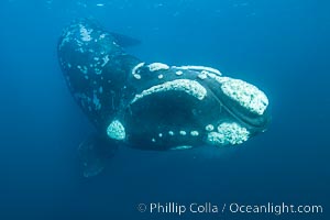 Portrait of a Southern Right Whale Underwater, Eubalaena australis. This particular right whale exhibits a beautiful mottled pattern on its sides.