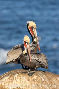 Portrait of two California brown pelicans with breeding plumage, note the striking red throat, yellow and white head, Pelecanus occidentalis, Pelecanus occidentalis californicus, La Jolla