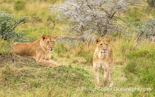 Portrait of Two Sibling Lions of the River Pride, Mara North Conservancy, Kenya