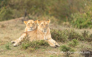 Portrait of Two Sibling Lions of the River Pride, Mara North Conservancy, Kenya, Panthera leo