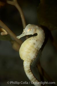 Pot-bellied seahorse, male, carrying eggs.  The developing embryos are nourished by individual yolk sacs, and oxygen is supplied through a placenta-like attachment to the male.  Two to six weeks after fertilization, the male gives birth.  The babies must then fend for themselves, and few survive to adulthood, Hippocampus abdominalis