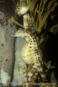 Pot-bellied seahorse, male, carrying eggs.  The developing embryos are nourished by individual yolk sacs, and oxygen is supplied through a placenta-like attachment to the male.  Two to six weeks after fertilization, the male gives birth.  The babies must then fend for themselves, and few survive to adulthood, Hippocampus abdominalis