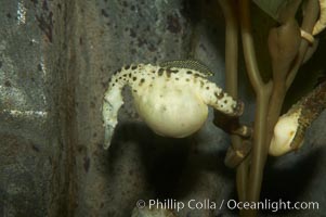 Pot-bellied seahorse, male, carrying eggs.  The developing embryos are nourished by individual yolk sacs, and oxygen is supplied through a placenta-like attachment to the male.  Two to six weeks after fertilization, the male gives birth.  The babies must then fend for themselves, and few survive to adulthood, Hippocampus abdominalis