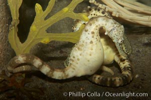 Pot-bellied seahorse, male, carrying eggs.  The developing embryos are nourished by individual yolk sacs, and oxygen is supplied through a placenta-like attachment to the male.  Two to six weeks after fertilization, the male gives birth.  The babies must then fend for themselves, and few survive to adulthood, Hippocampus abdominalis