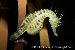 Pot-bellied seahorse, male, carrying eggs.  The developing embryos are nourished by individual yolk sacs, and oxygen is supplied through a placenta-like attachment to the male.  Two to six weeks after fertilization, the male gives birth.  The babies must then fend for themselves, and few survive to adulthood, Hippocampus abdominalis