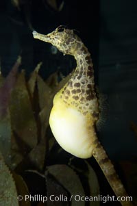 Pot-bellied seahorse, male, carrying eggs.  The developing embryos are nourished by individual yolk sacs, and oxygen is supplied through a placenta-like attachment to the male.  Two to six weeks after fertilization, the male gives birth.  The babies must then fend for themselves, and few survive to adulthood, Hippocampus abdominalis