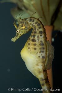 Pot-bellied seahorse, male, carrying eggs.  The developing embryos are nourished by individual yolk sacs, and oxygen is supplied through a placenta-like attachment to the male.  Two to six weeks after fertilization, the male gives birth.  The babies must then fend for themselves, and few survive to adulthood, Hippocampus abdominalis