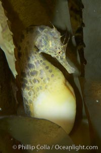 Pot-bellied seahorse, male, carrying eggs.  The developing embryos are nourished by individual yolk sacs, and oxygen is supplied through a placenta-like attachment to the male.  Two to six weeks after fertilization, the male gives birth.  The babies must then fend for themselves, and few survive to adulthood, Hippocampus abdominalis