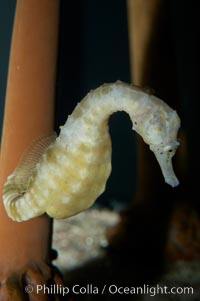 Pot-bellied seahorse, male, carrying eggs.  The developing embryos are nourished by individual yolk sacs, and oxygen is supplied through a placenta-like attachment to the male.  Two to six weeks after fertilization, the male gives birth.  The babies must then fend for themselves, and few survive to adulthood, Hippocampus abdominalis