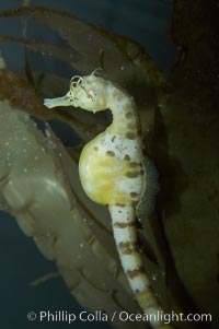 Pot-bellied seahorse, male, carrying eggs.  The developing embryos are nourished by individual yolk sacs, and oxygen is supplied through a placenta-like attachment to the male.  Two to six weeks after fertilization, the male gives birth.  The babies must then fend for themselves, and few survive to adulthood., Hippocampus abdominalis, natural history stock photograph, photo id 11903