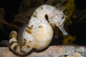 Pot-bellied seahorse, male, carrying eggs.  The developing embryos are nourished by individual yolk sacs, and oxygen is supplied through a placenta-like attachment to the male.  Two to six weeks after fertilization, the male gives birth.  The babies must then fend for themselves, and few survive to adulthood, Hippocampus abdominalis