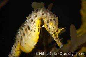 Pot-bellied seahorse, male, carrying eggs.  The developing embryos are nourished by individual yolk sacs, and oxygen is supplied through a placenta-like attachment to the male.  Two to six weeks after fertilization, the male gives birth.  The babies must then fend for themselves, and few survive to adulthood, Hippocampus abdominalis