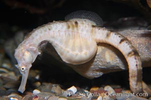 Pot-bellied seahorse, male, carrying eggs.  The developing embryos are nourished by individual yolk sacs, and oxygen is supplied through a placenta-like attachment to the male.  Two to six weeks after fertilization, the male gives birth.  The babies must then fend for themselves, and few survive to adulthood, Hippocampus abdominalis