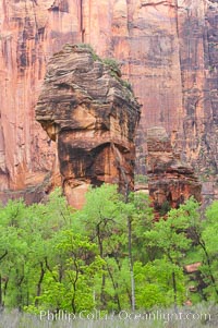The Preacher and the Pulpit, a pair of freestanding sandstone columns in the Temple of Sinawava, are surrounded by cottonwoods with their deep green spring foliage. Zion Canyon.
