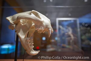 Prehistoric skull of a large predatory cat, San Diego Natural History Museum, Balboa Park