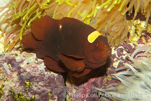 Spinecheek clownfish (maroon clownfish), Premnas biaculeatus