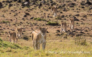 Pride of lions traveling, older lioness leading younger lions, Mara North Conservancy, Kenya, Panthera leo