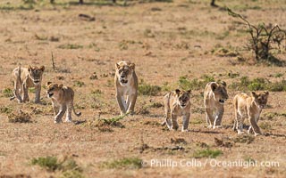 Pride of lions traveling, older lioness leading younger lions, Mara North Conservancy, Kenya, Panthera leo