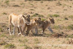 Pride of lions traveling, older lioness leading younger lions, Mara North Conservancy, Kenya, Panthera leo