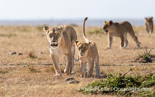 Pride of lions traveling, older lioness leading younger lions, Mara North Conservancy, Kenya, Panthera leo