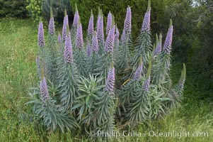 Pride of Madeira blooms in spring, Carlsbad, California, Echium fastuosum