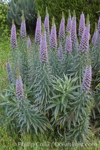 Pride of Madeira blooms in spring, Carlsbad, California, Echium fastuosum