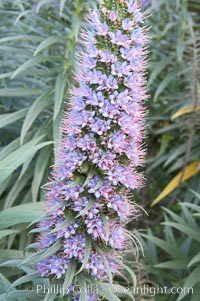 Pride of Madeira blooms in spring, Carlsbad, California, Echium fastuosum