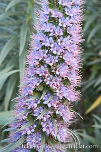 Pride of Madeira blooms in spring, Carlsbad, California, Echium fastuosum