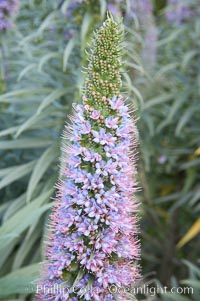 Pride of Madeira blooms in spring, Carlsbad, California, Echium fastuosum